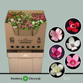 Bouvadia mix (60 Stems)