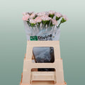 Carnation Standard Brut (20 Stems)