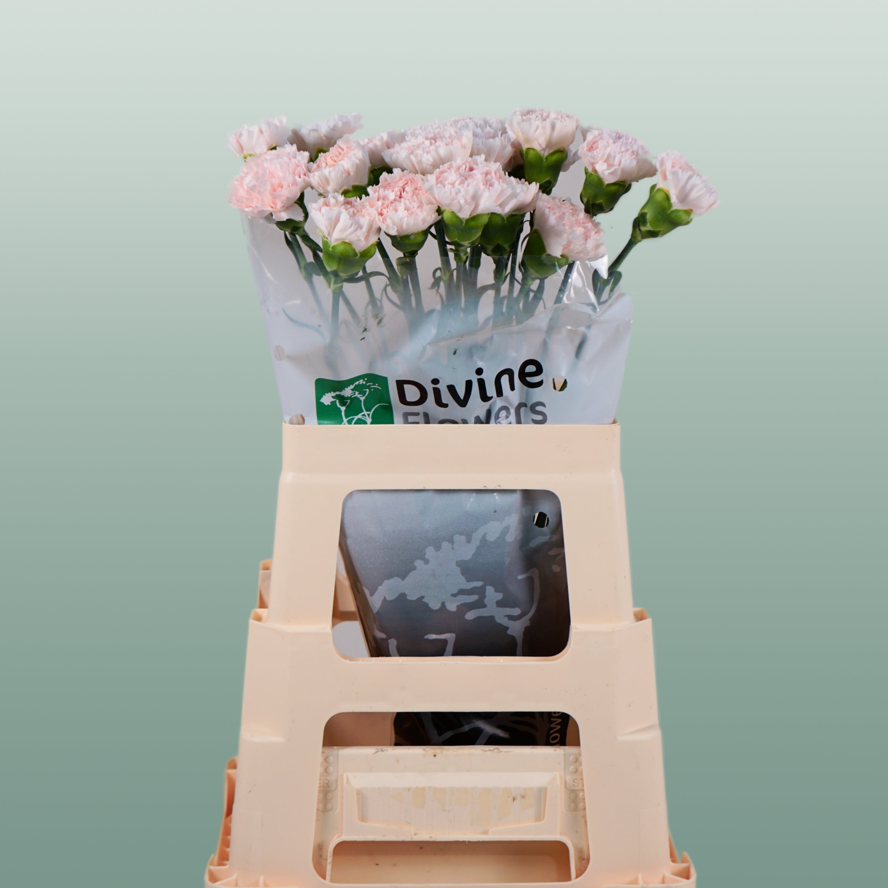 Carnation Standard Brut (20 Stems)