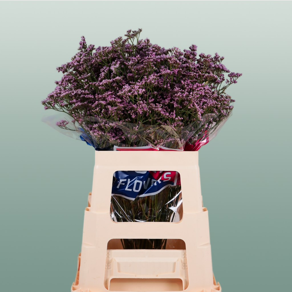 Pink Limonium Cut Flowers – 70cm Stems