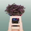 Pink Limonium Cut Flowers – 70cm Stems