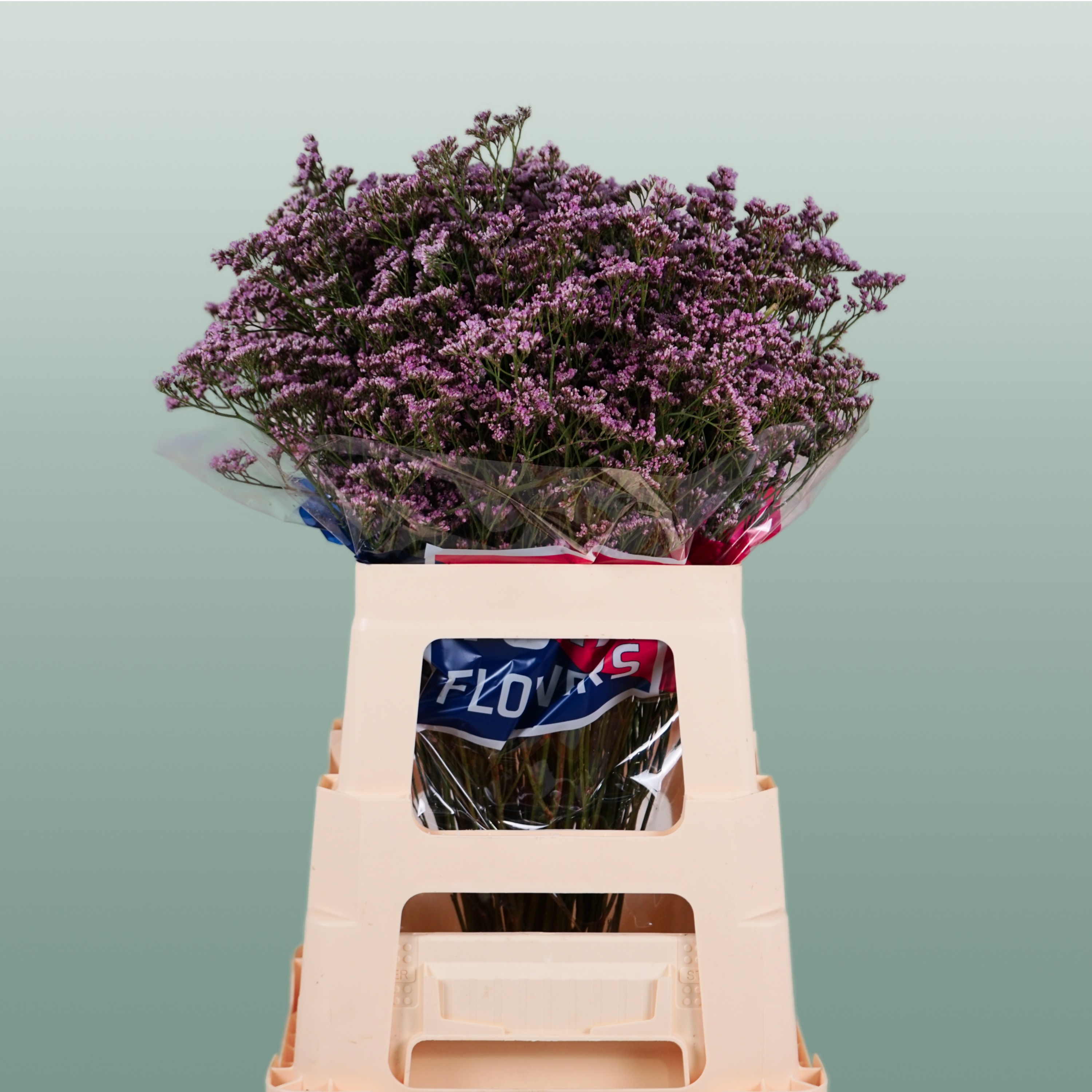 Pink Limonium Cut Flowers – 70cm Stems