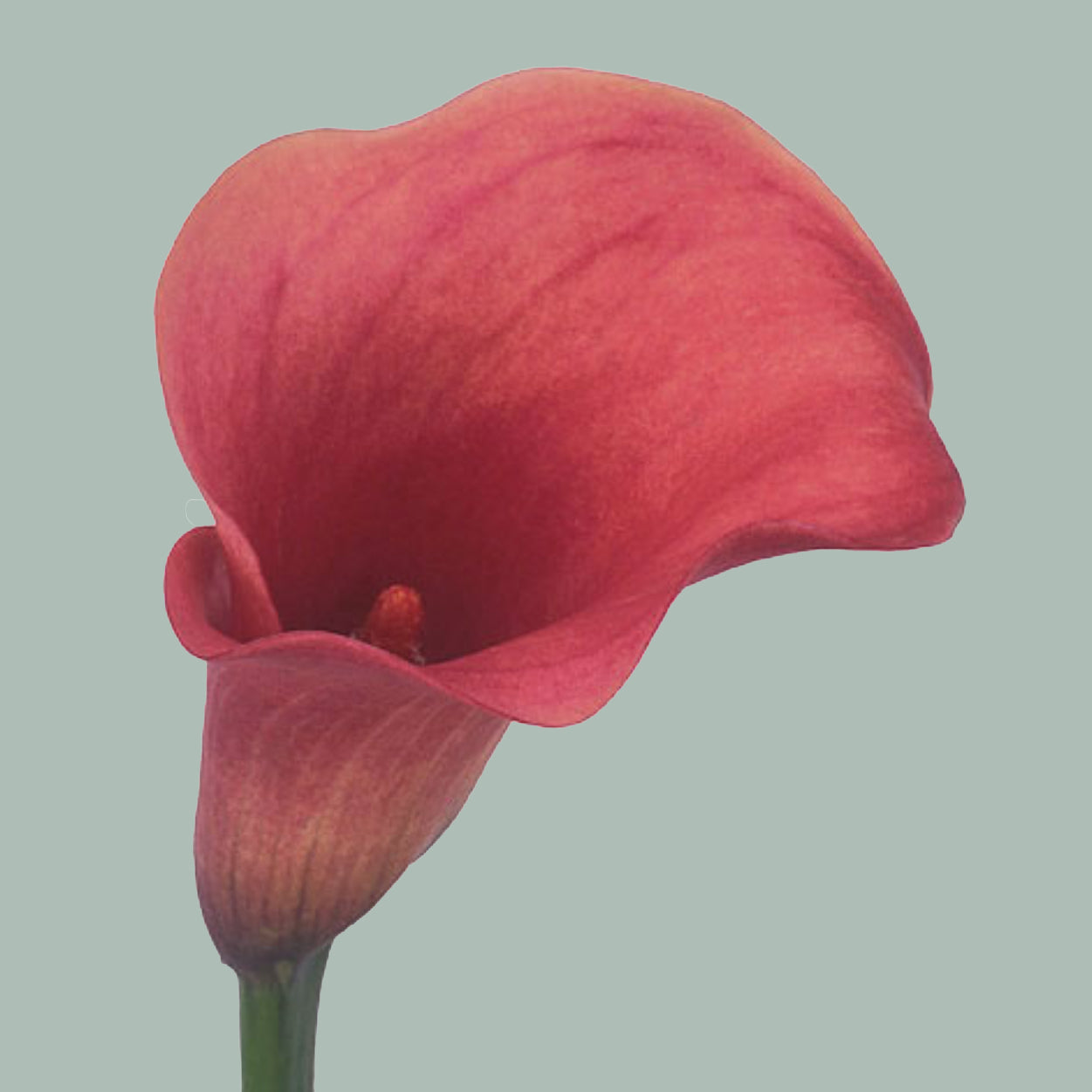 Calla Lily - Zantedeschia - Captain Romance