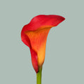 Calla Lily - Zantedeschia - Captain Trinity