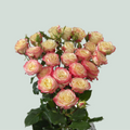Spray Rose Candelicious