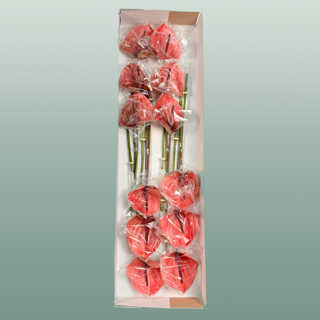 Red Anthurium Anthiqdo – 40cm Stems