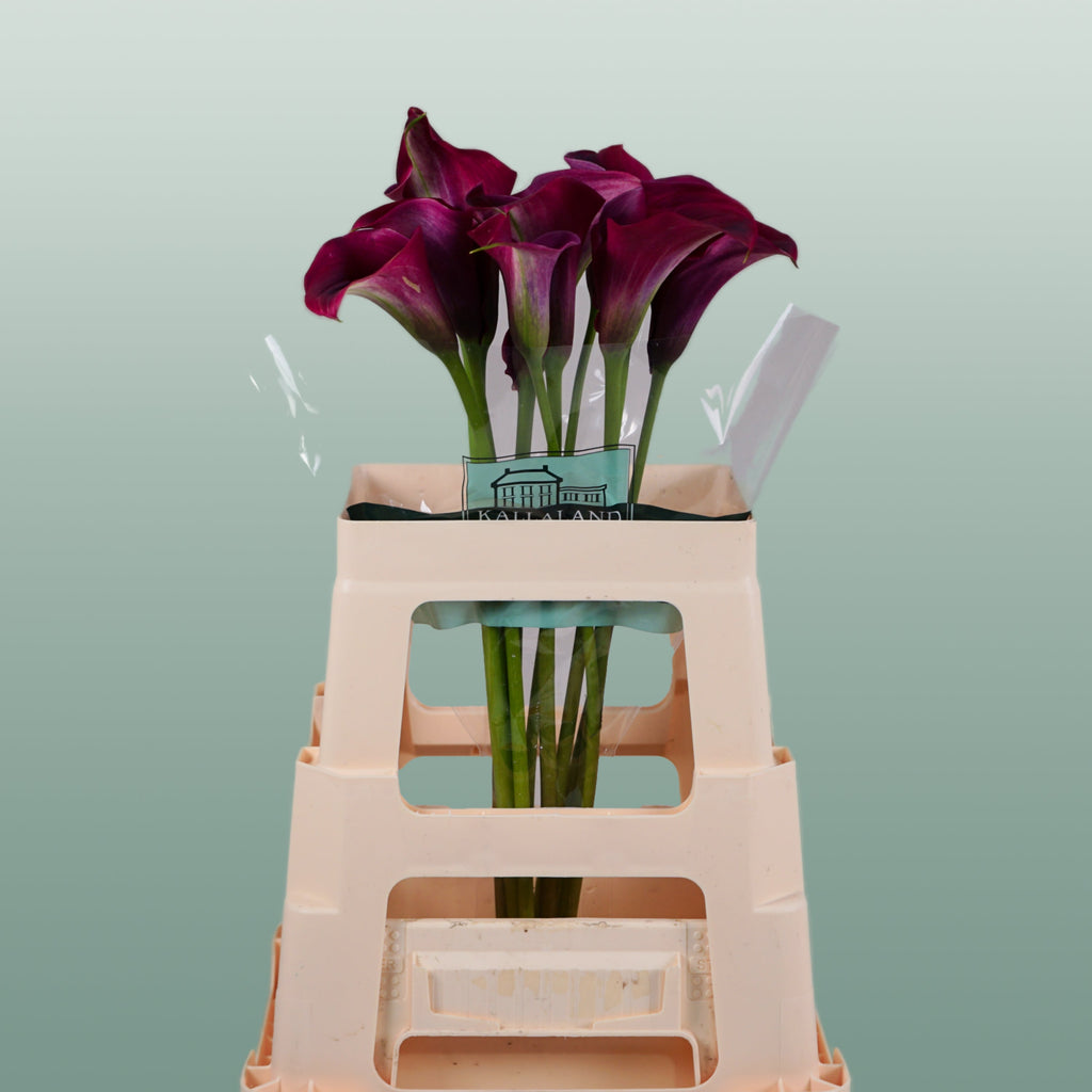 Calla Lily - Zantedeschia - Captain Promise