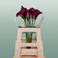 Calla Lily - Zantedeschia - Captain Promise