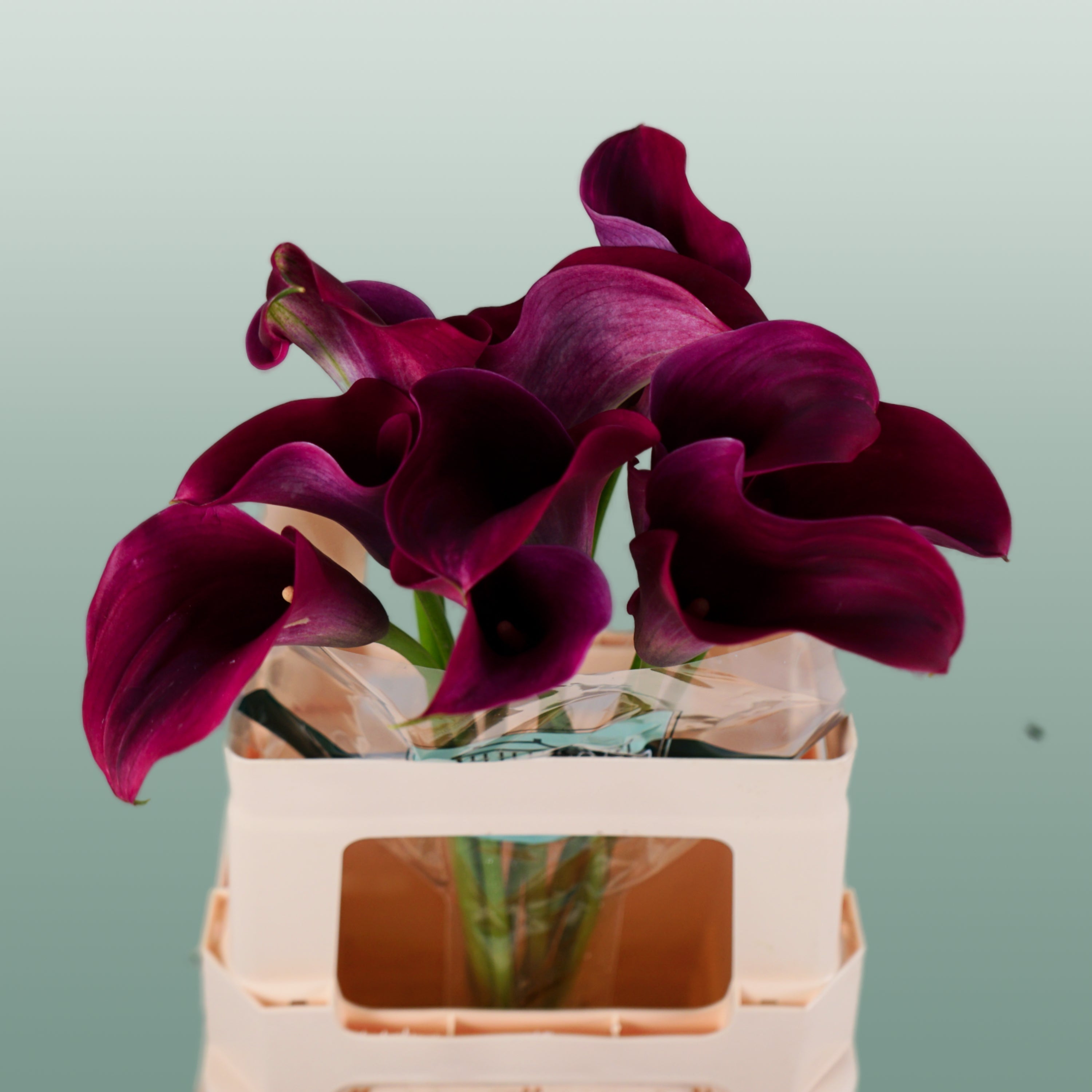 Calla Lily - Zantedeschia - Captain Promise