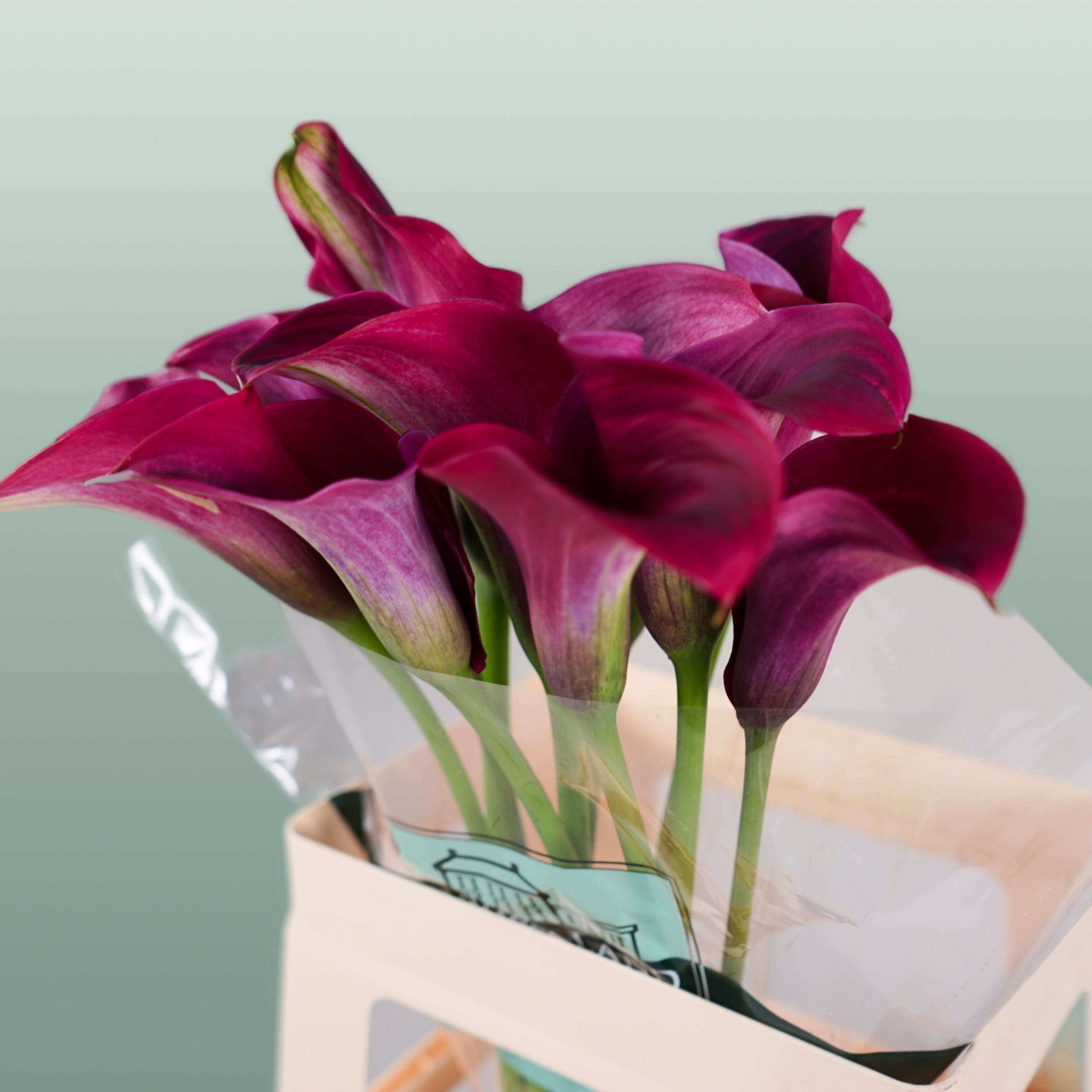 Calla Lily - Zantedeschia - Captain Promise