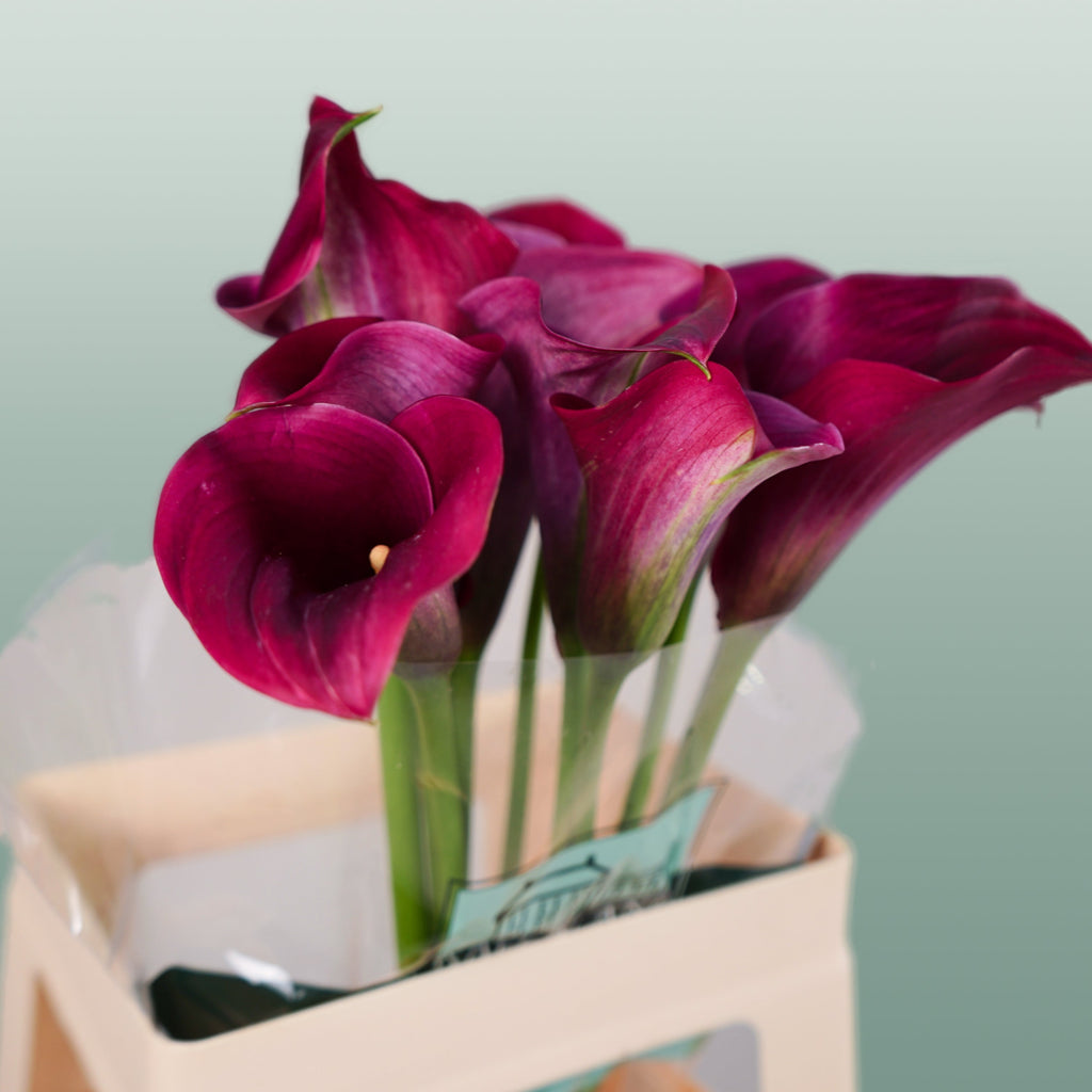 Calla Lily - Zantedeschia - Captain Promise