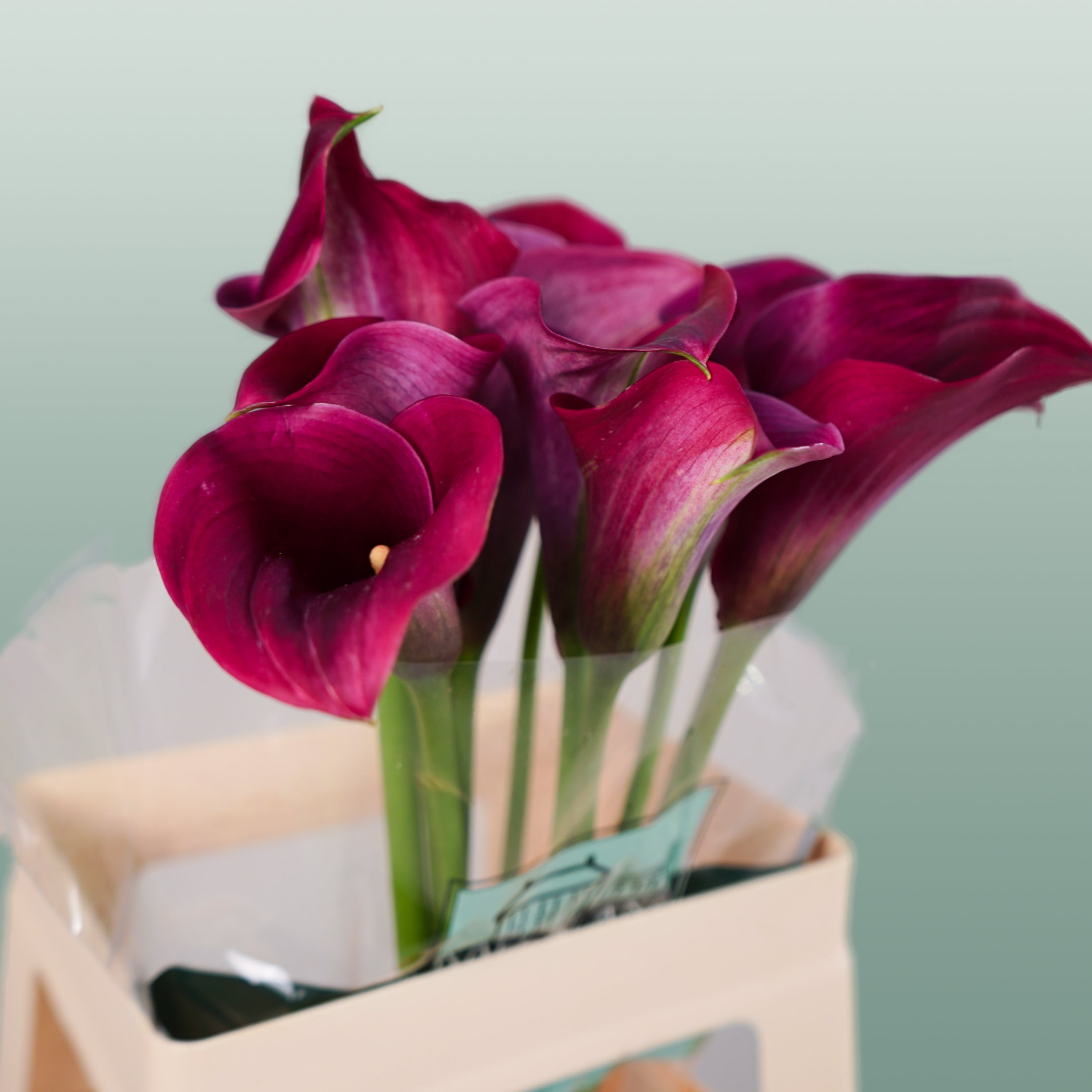 Calla Lily - Zantedeschia - Captain Promise