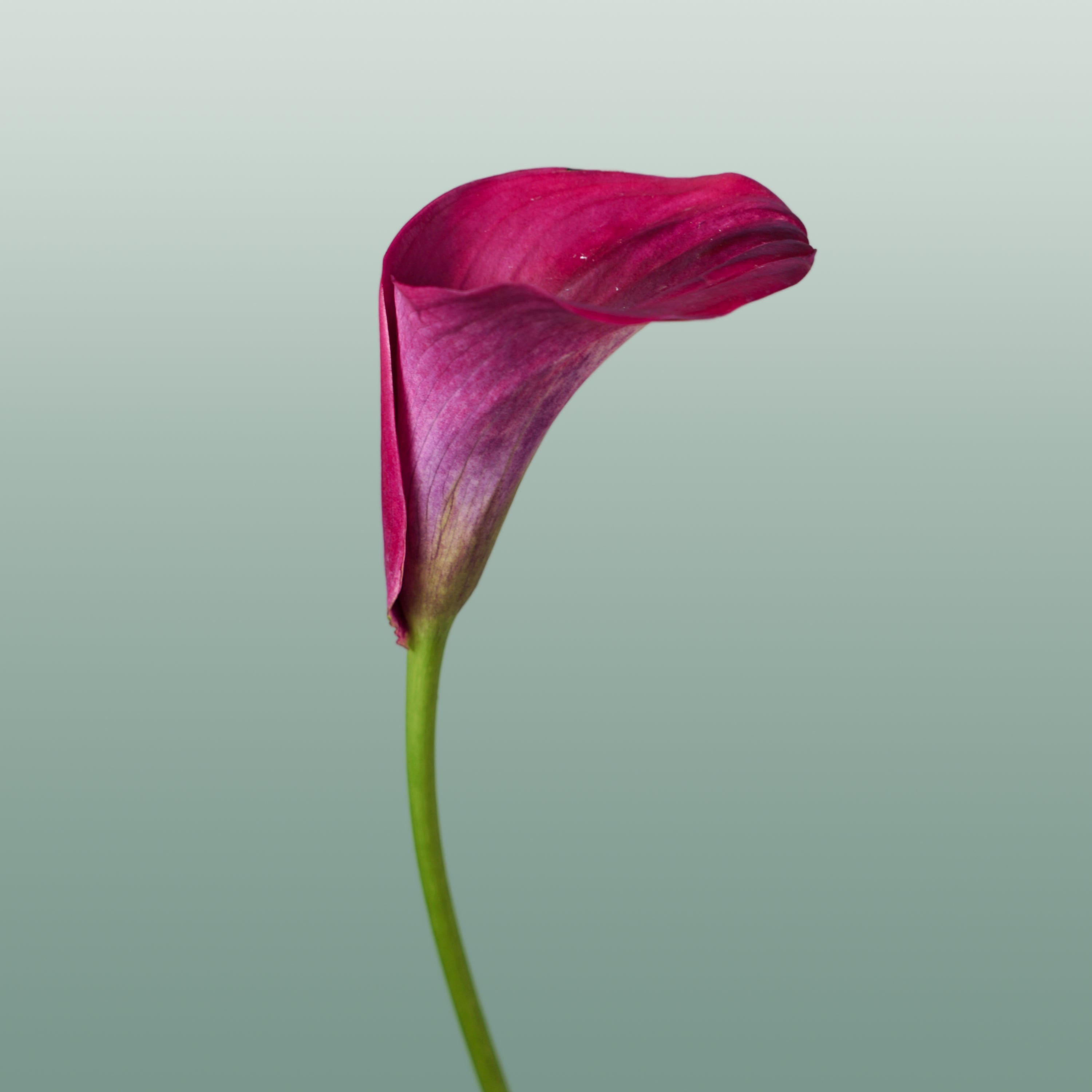 Calla Lily - Zantedeschia - Captain Promise