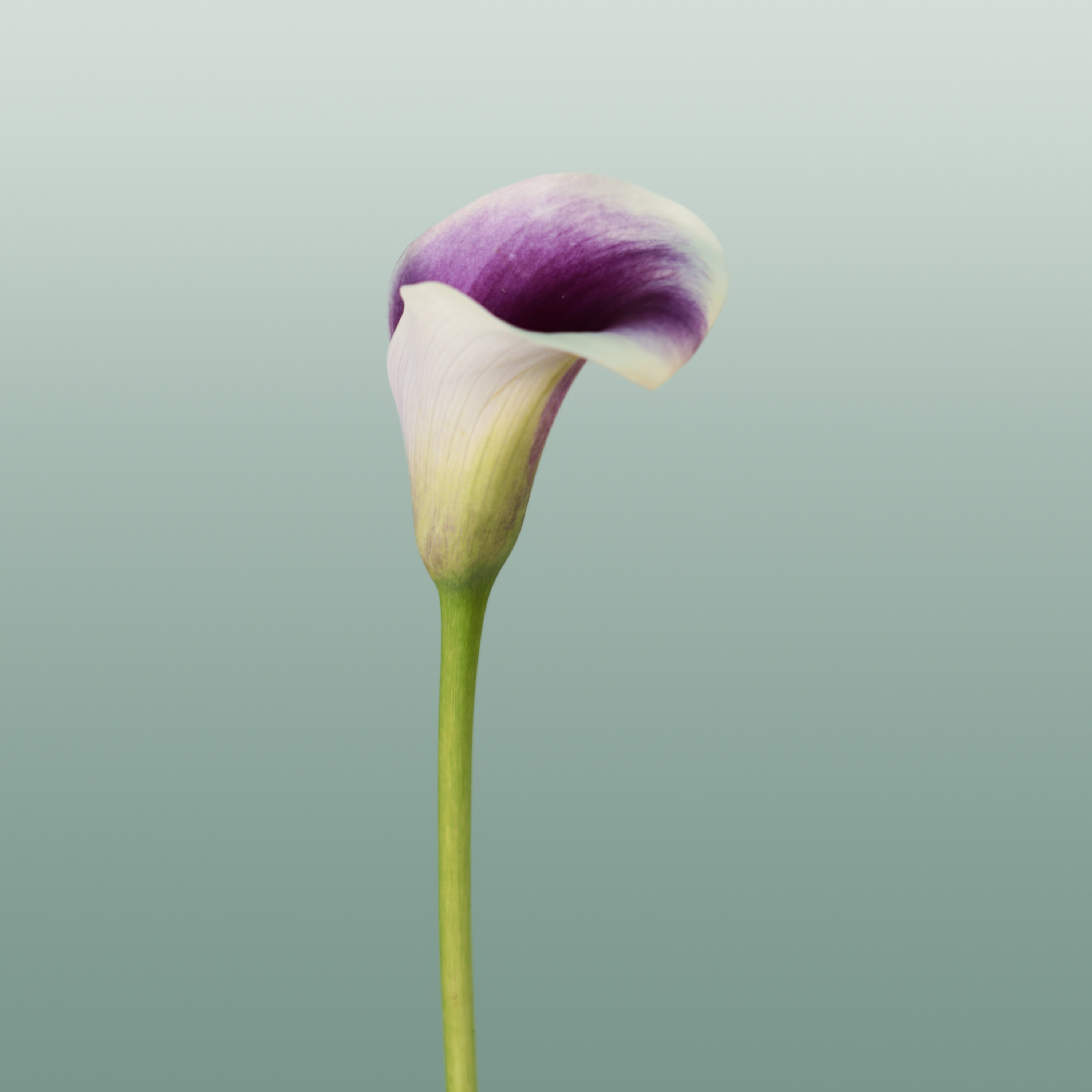 Calla Captain Ranomi