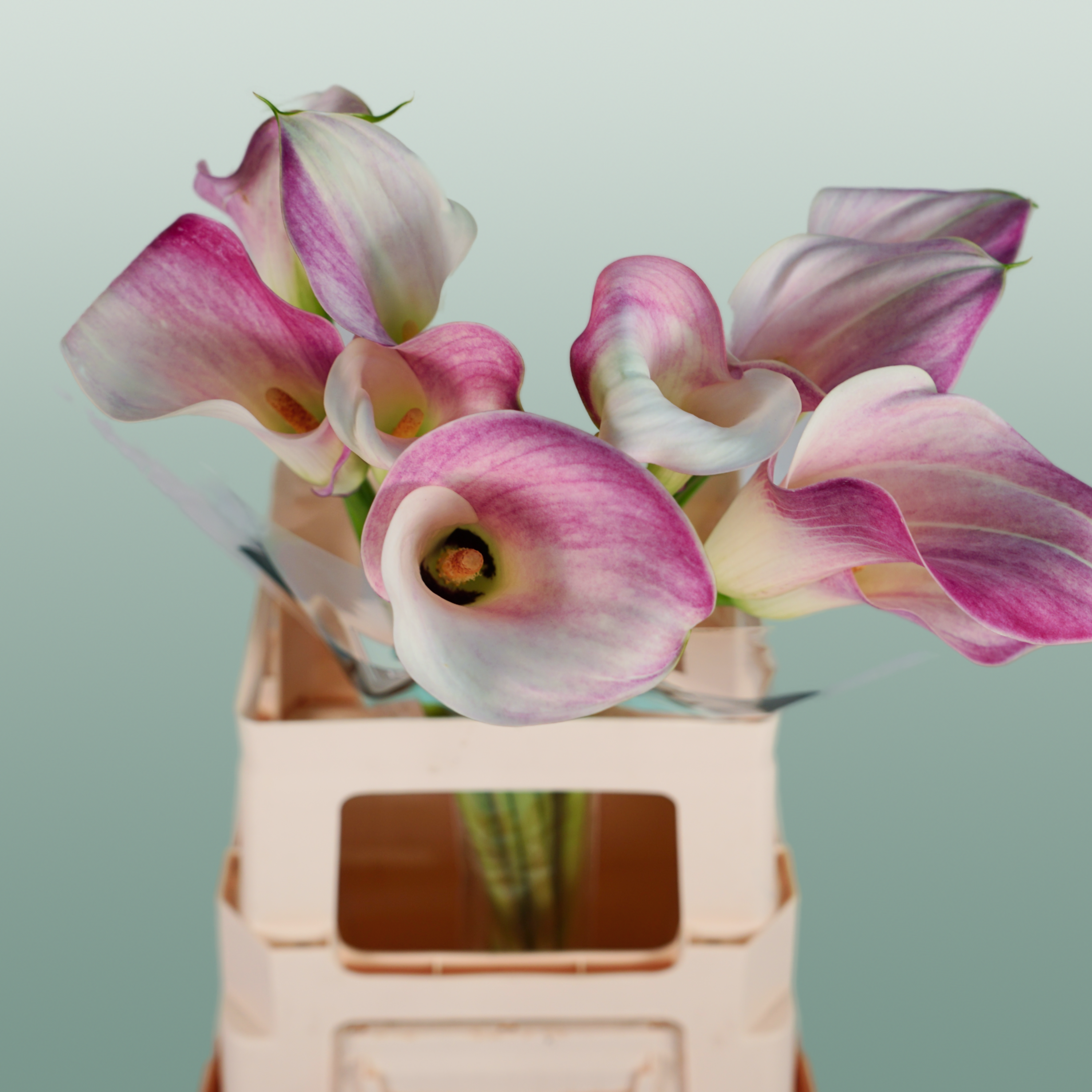 Calla Lily - Zantedeschia - Captain Rosette