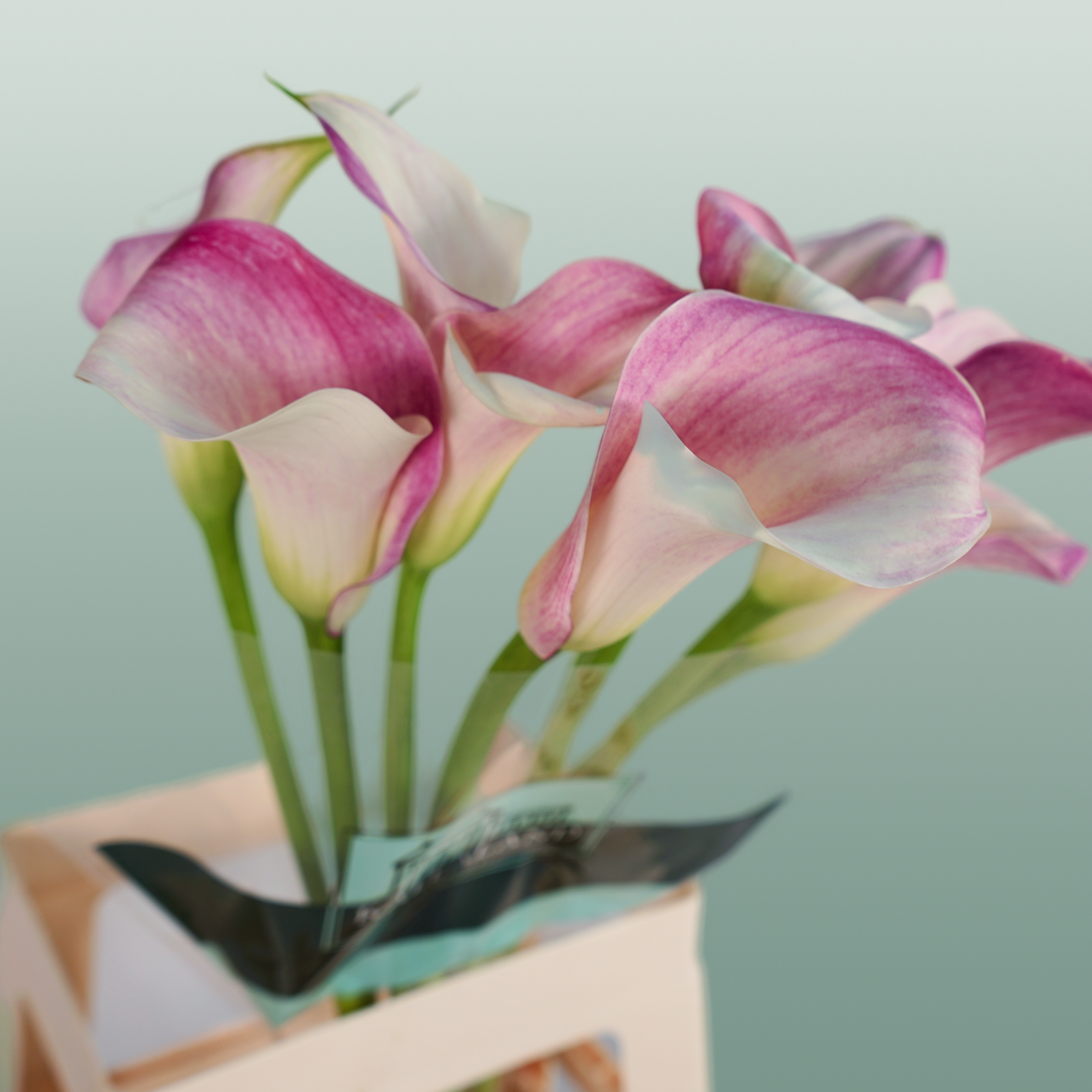 Calla Lily - Zantedeschia - Captain Rosette