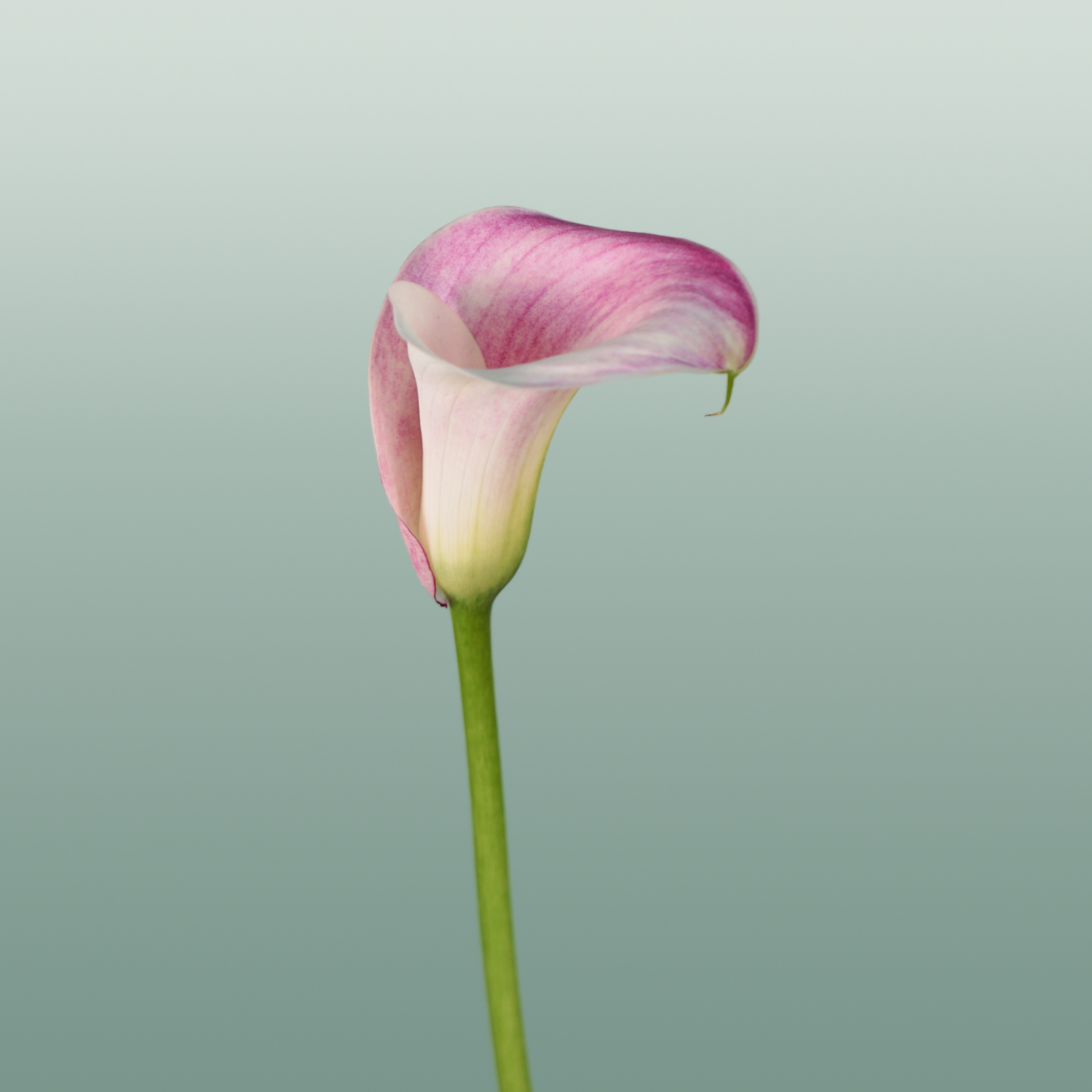 Calla Lily - Zantedeschia - Captain Rosette