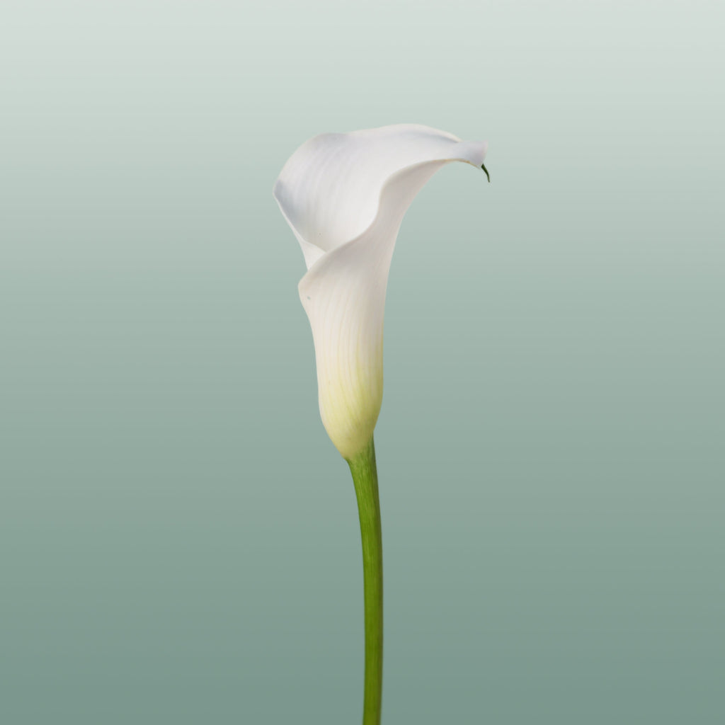 Calla Captain Ventura (10 Stems)