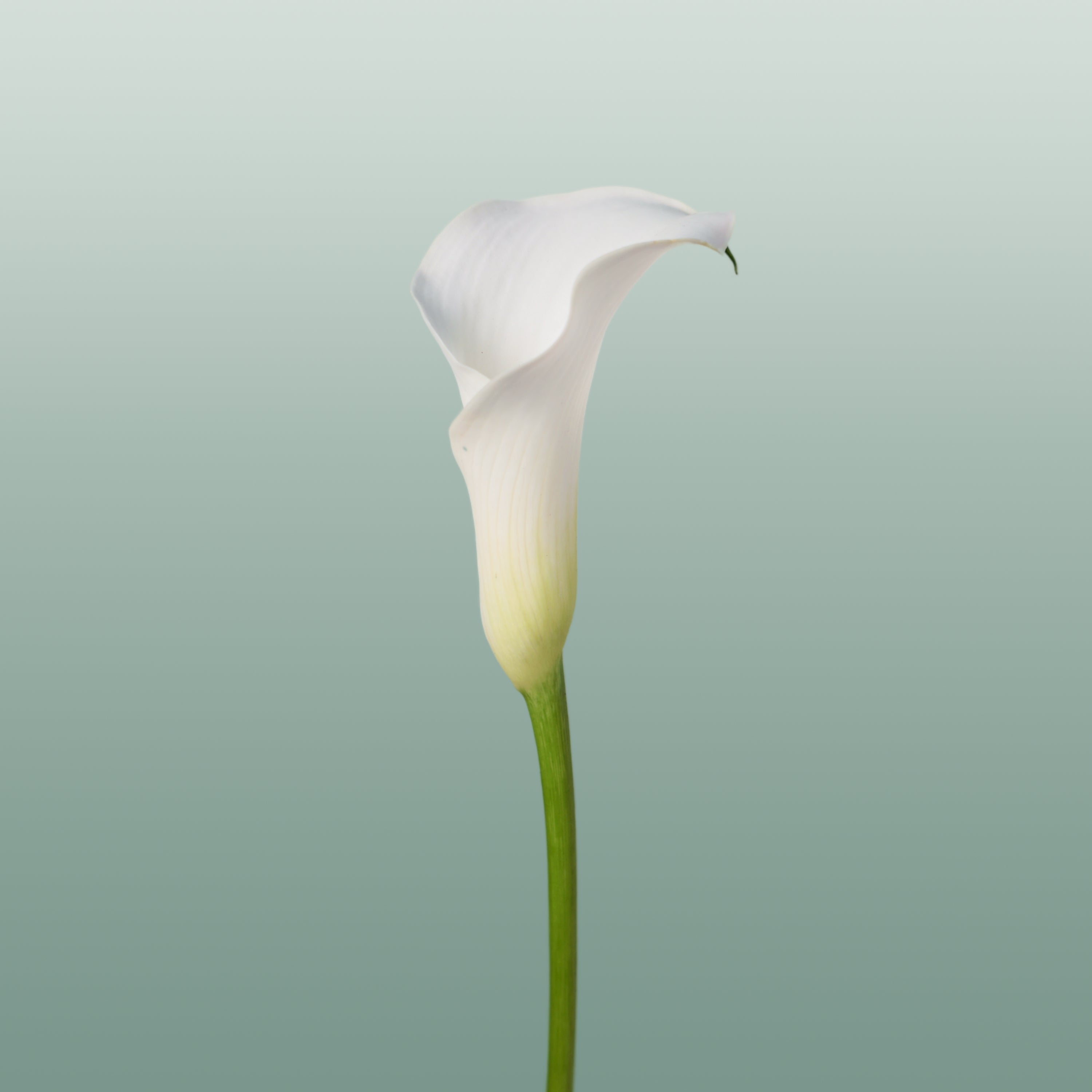 Calla Captain Ventura (10 Stems)