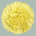Carnation Standard Diletta