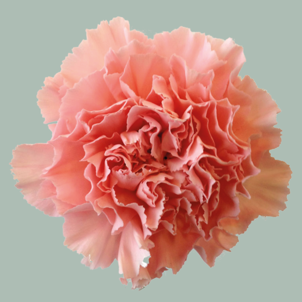 Carnation Standard Illusion (20 Stems)