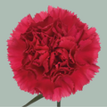 Carnation Standard Jobin (20 Stems)