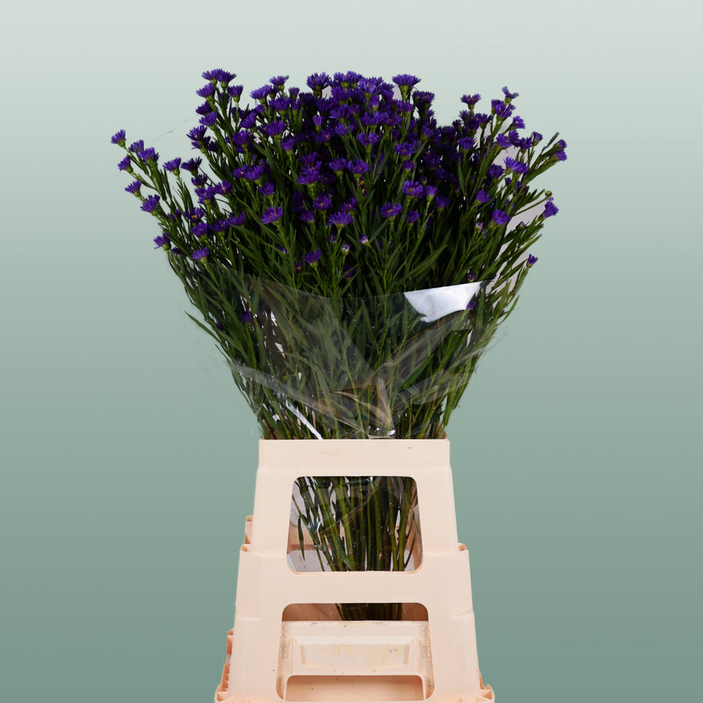Aster Casamare (25 Stems)