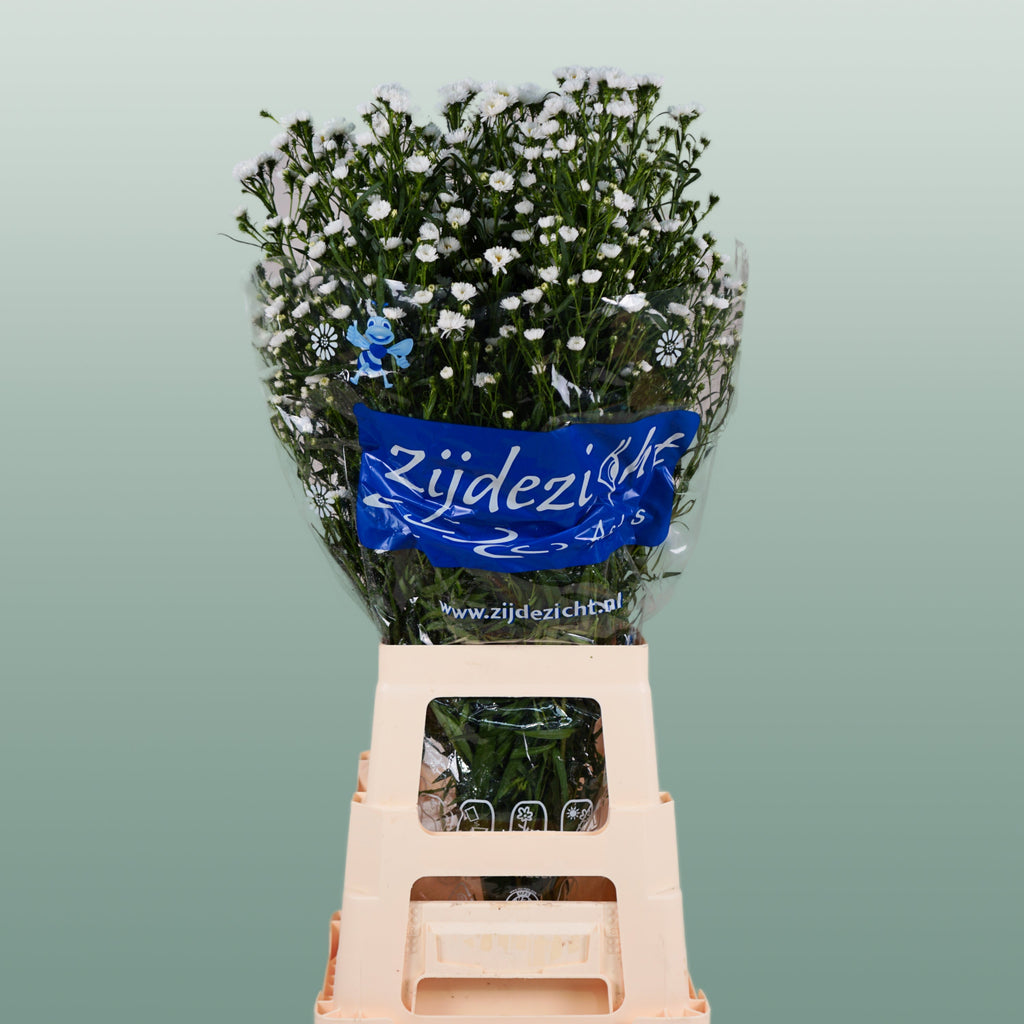 White Aster ‘Cassy’ Cut Flowers – 80cm Stems