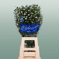 White Aster ‘Cassy’ Cut Flowers – 80cm Stems