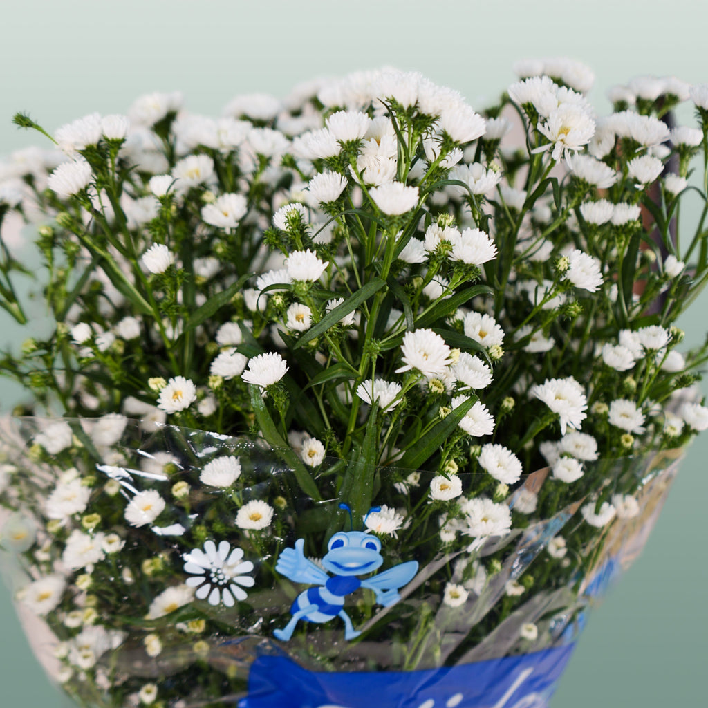 White Aster ‘Cassy’ Cut Flowers – 80cm Stems