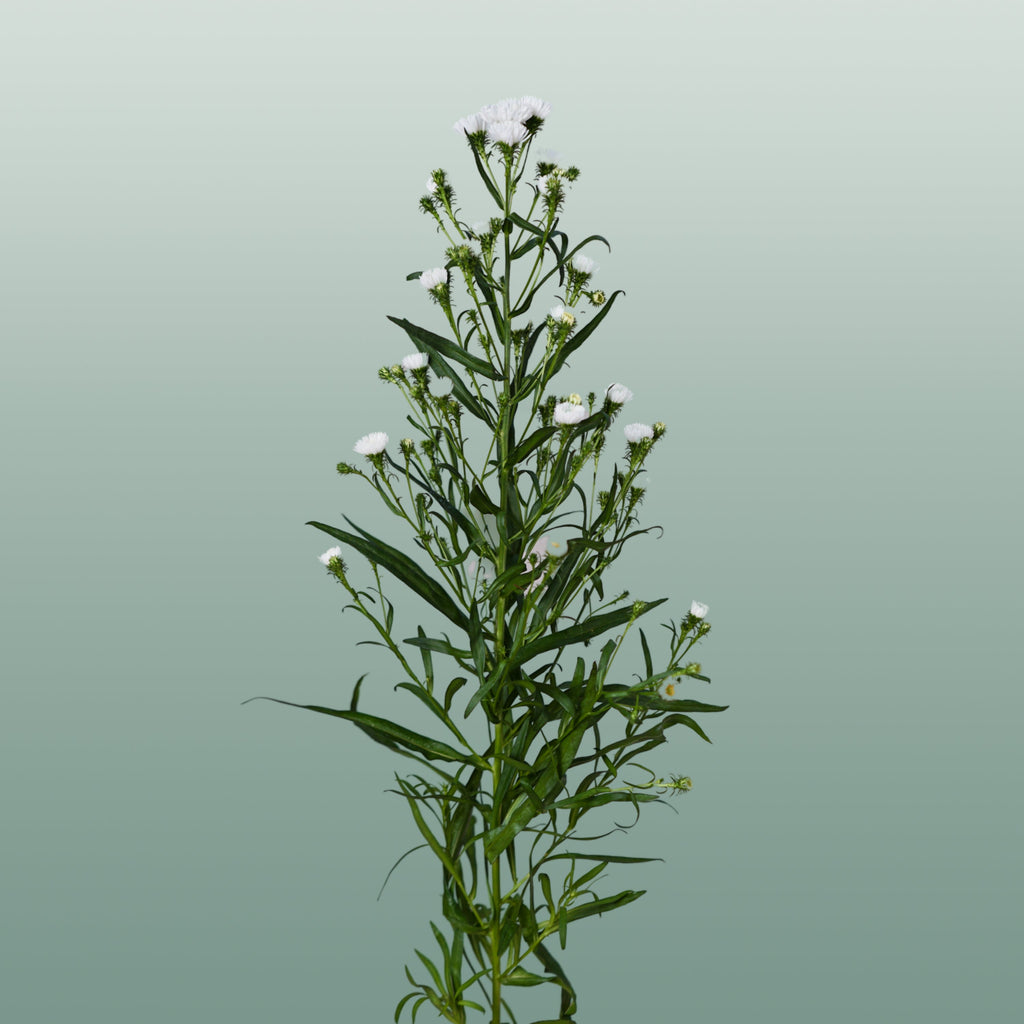 White Aster ‘Cassy’ Cut Flowers – 80cm Stems