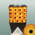 Gerbera - Gerbera - Catwalk