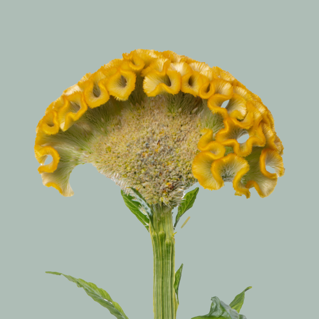 Yellow Celosia ‘Act Inca’ Cut Flowers – 72cm Stems