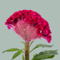 Red Celosia ‘Act Dara’ Cut Flowers – 72cm Stems