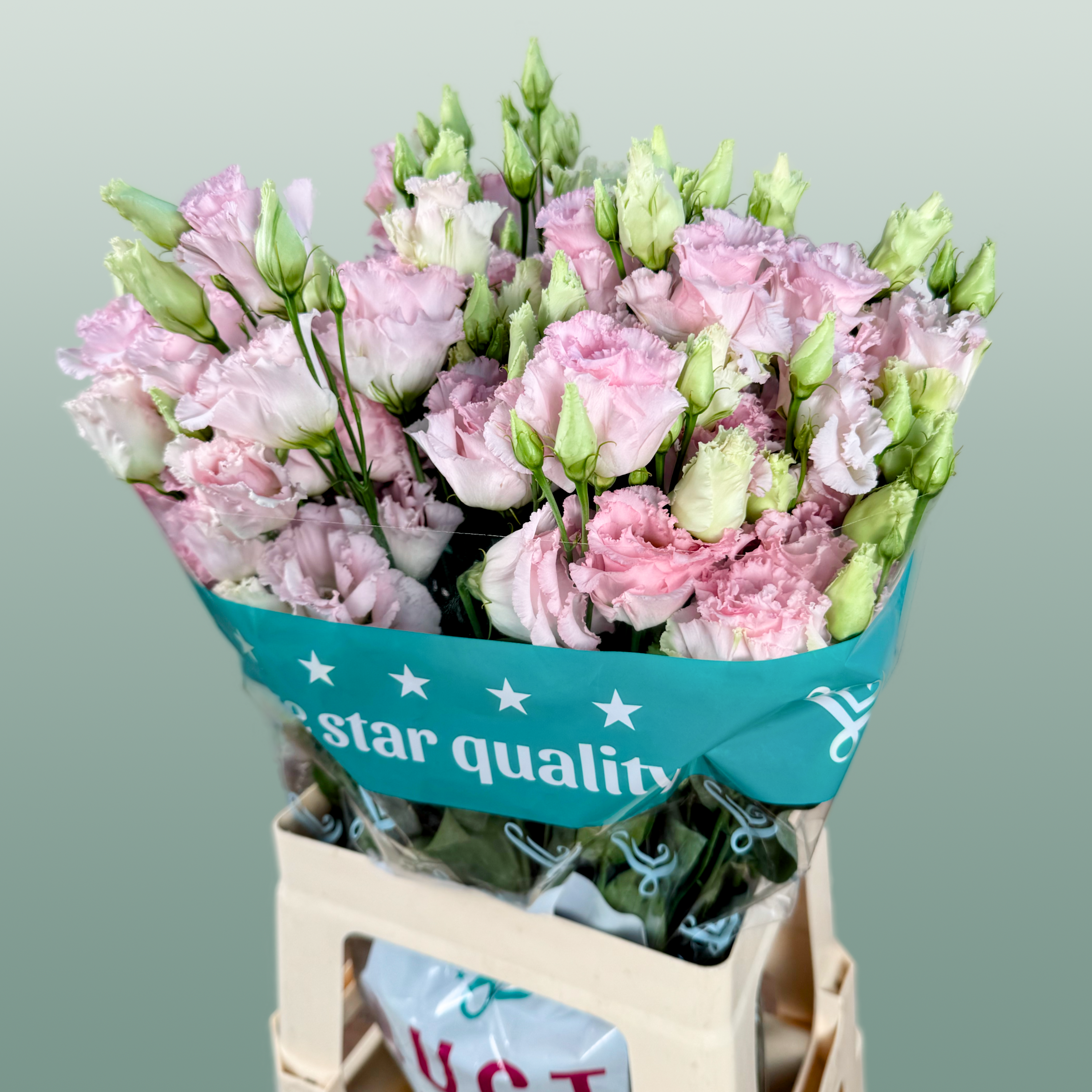 Eustoma Chac Wedding Pink