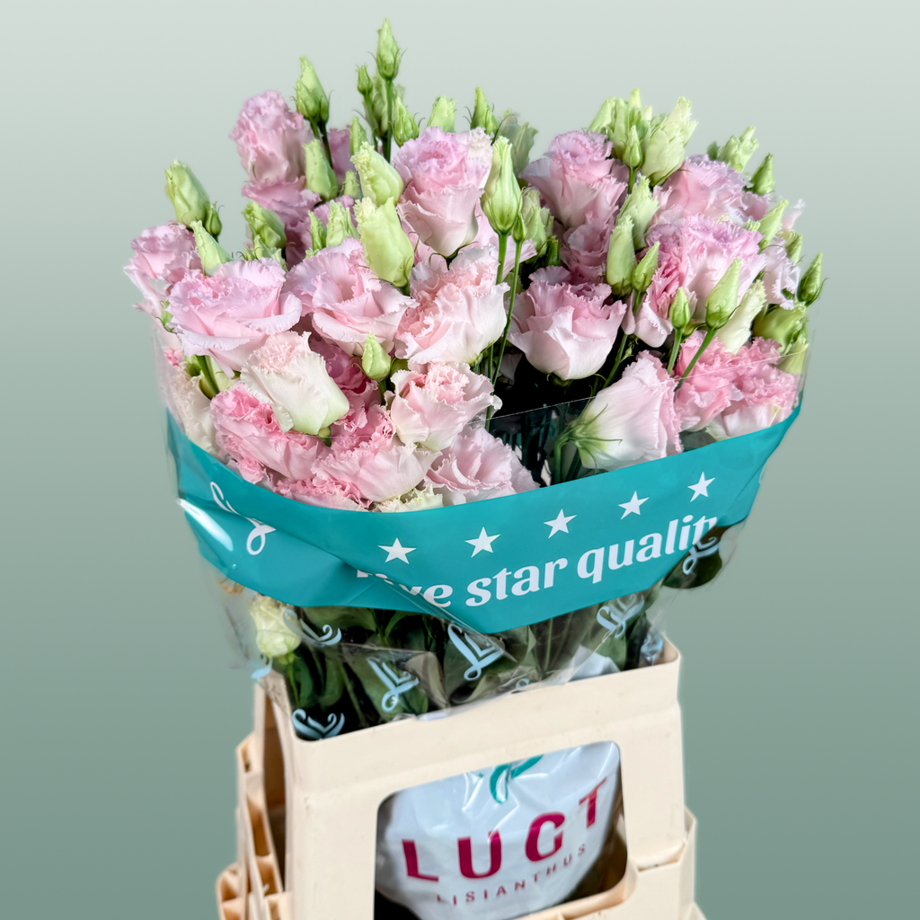 Eustoma Chac Wedding Pink
