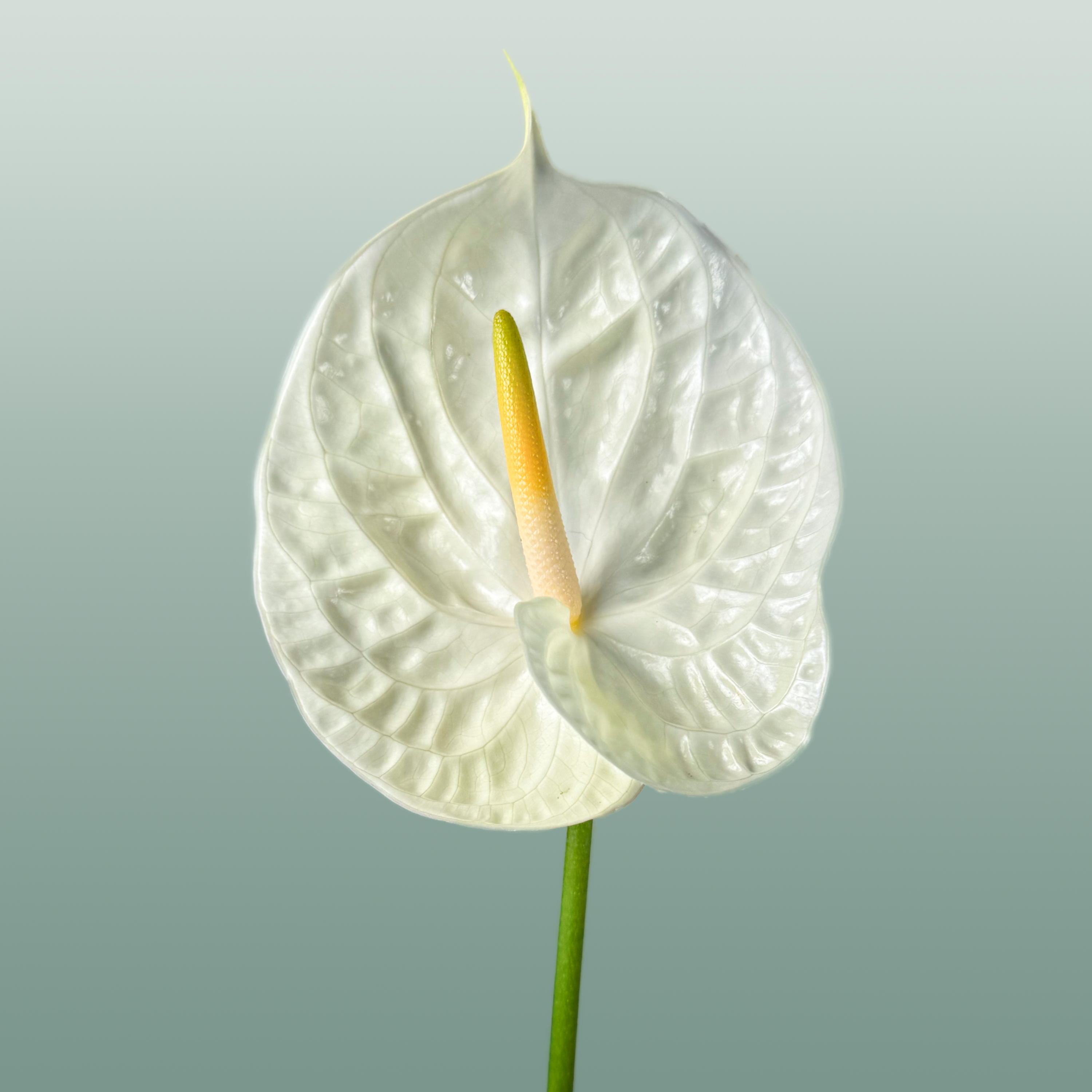 Anthurium Champagne