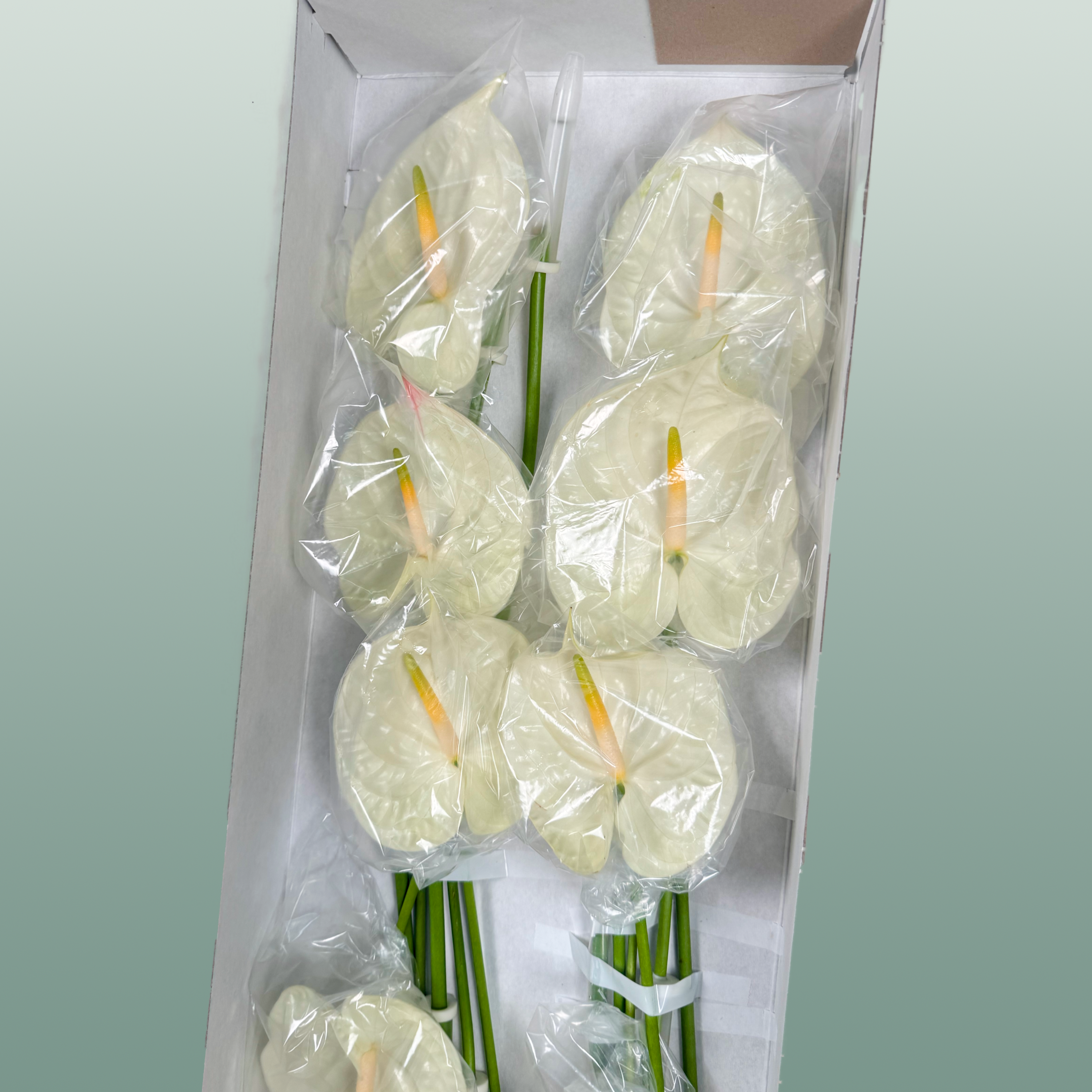 Anthurium Champagne