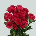 Spray Rose - Rosa - Cheyenne