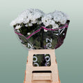 Chrysanthemum Spray Chic