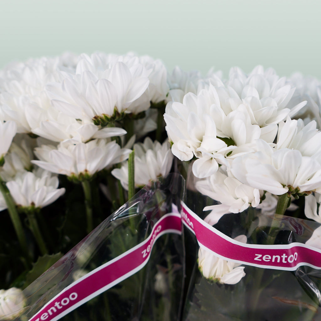 Chrysanthemum Spray Chic