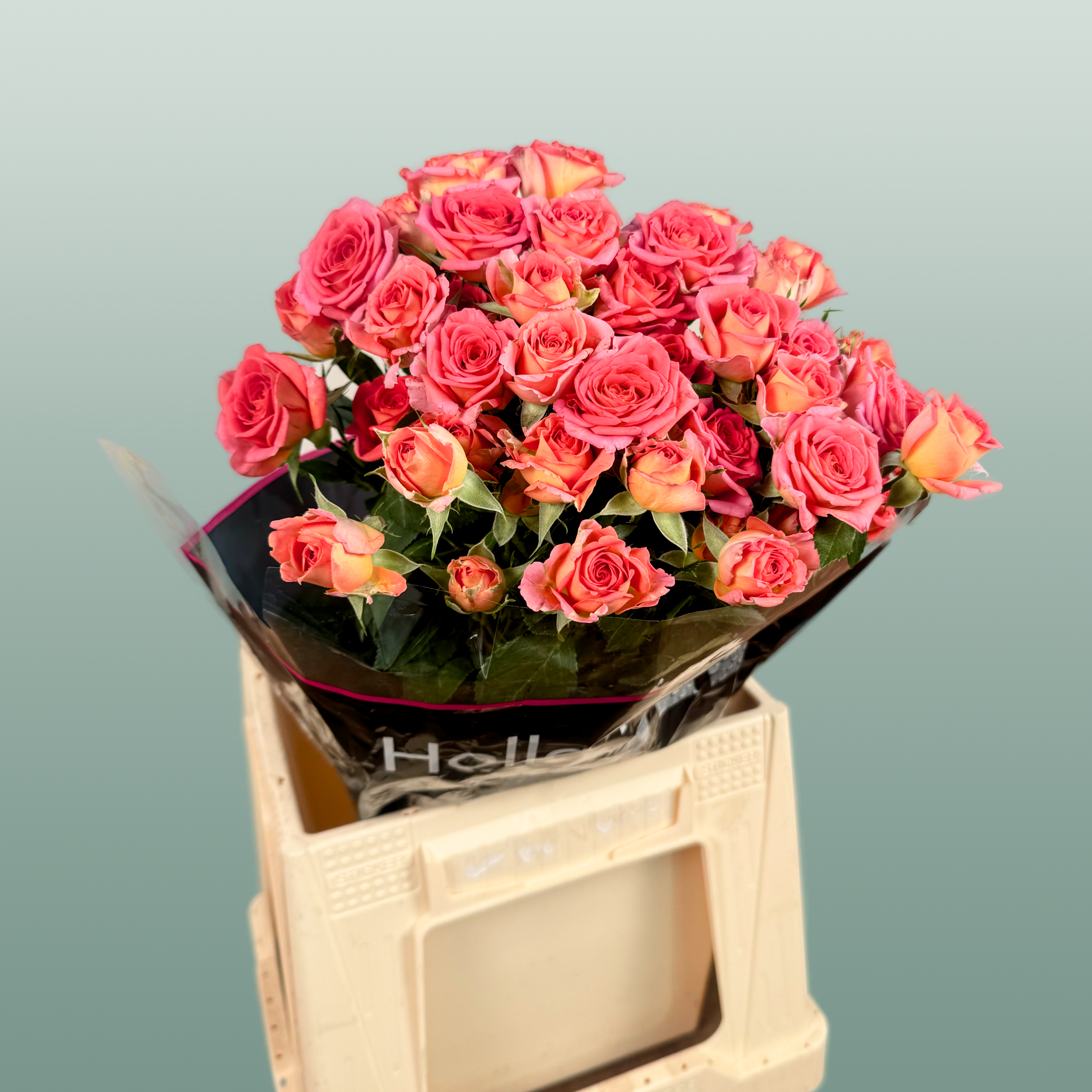 Spray Rose Chimo