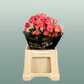 Spray Rose Chimo