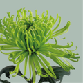 Chrysanthemum G Anastasia Green
