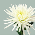 Chrysanthemum G Anastasia White