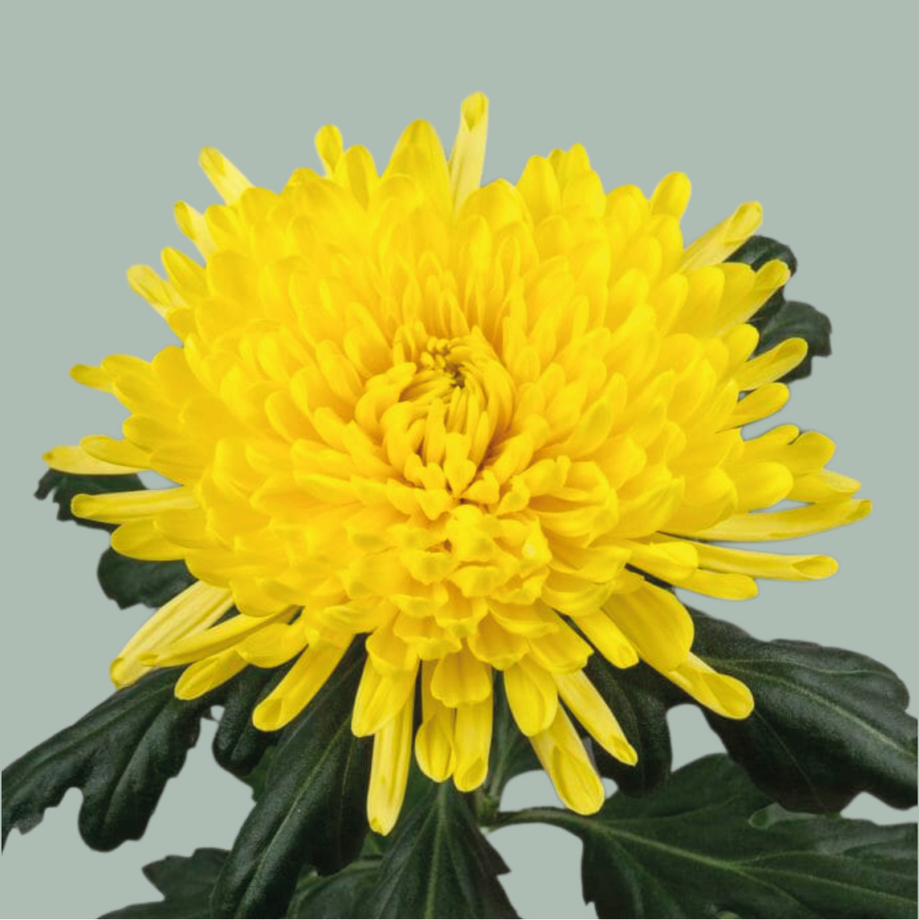 Chrysanthemum G Pjotr