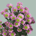 Santini Chrysanthemum - Chrysanthemum - Dektanga Pink
