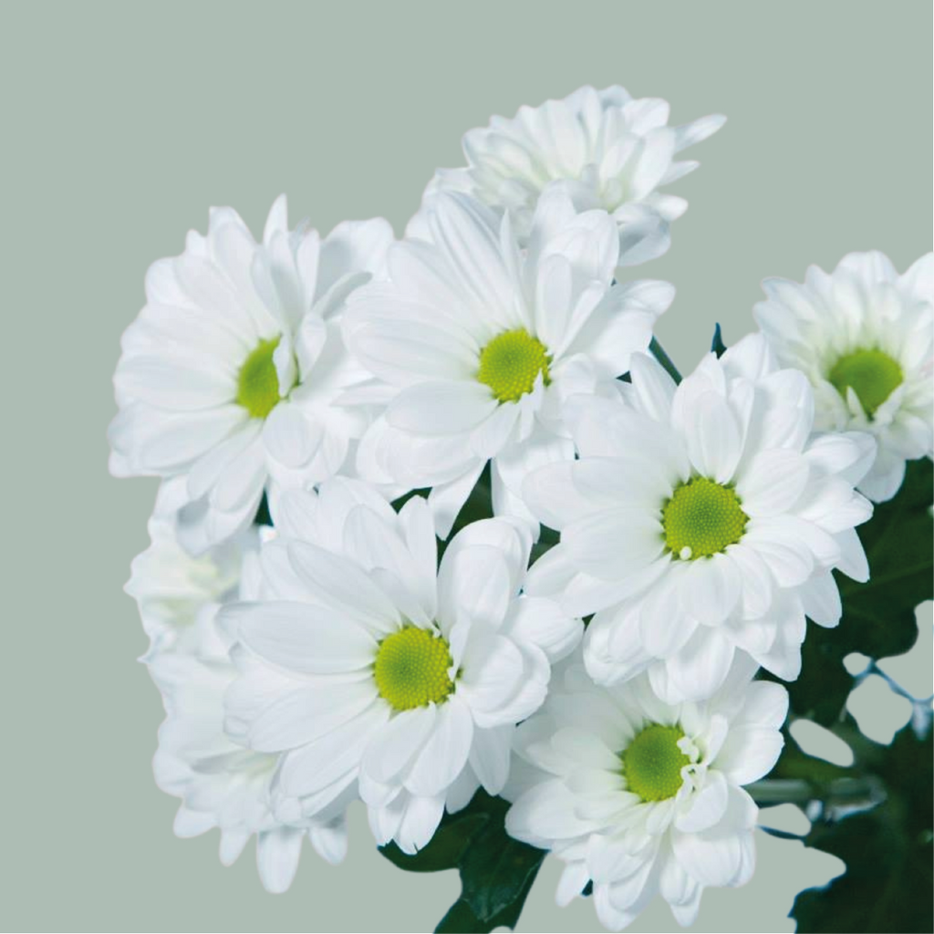 Spray Chrysanthemum - Chrysanthemum (Indicum Grp) - Spray