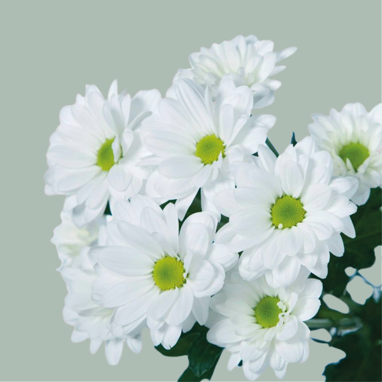 Spray Chrysanthemum - Chrysanthemum (Indicum Grp) - Spray