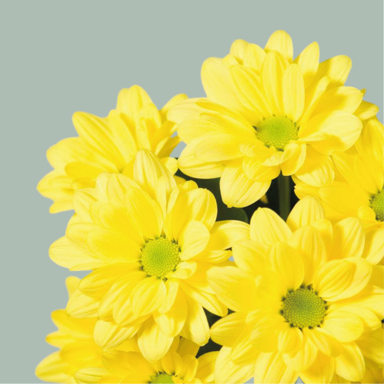 Spray Chrysanthemum - Chrysanthemum (Indicum Grp) - Spray